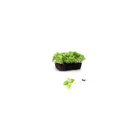 Microgreens