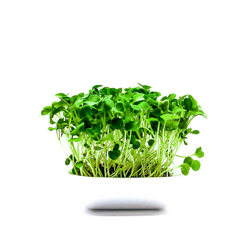 Green Radish