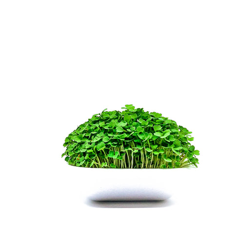 Arugula