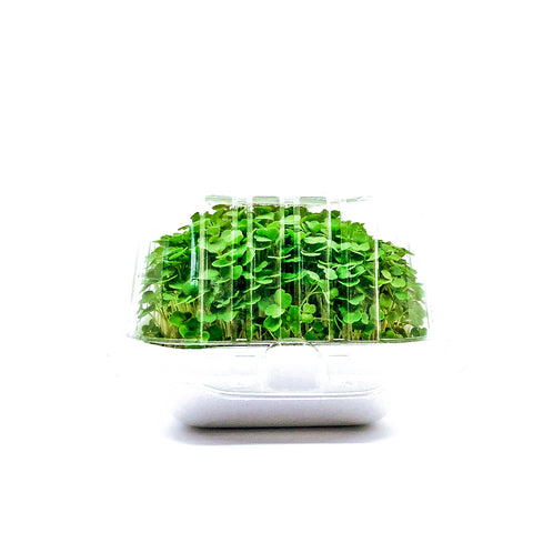 Arugula