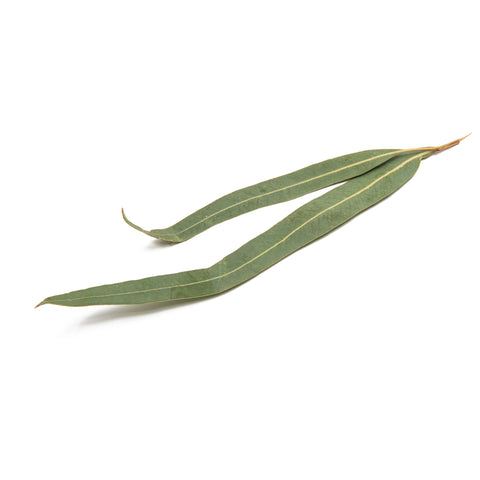 Eucalyptus Leaves