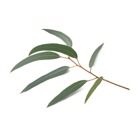 Eucalyptus Leaves