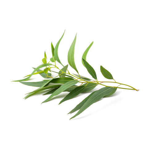 Eucalyptus Leaves