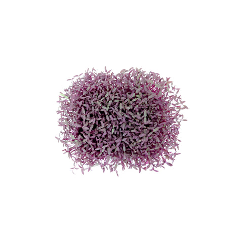 Amaranth | Microgreens | Organic