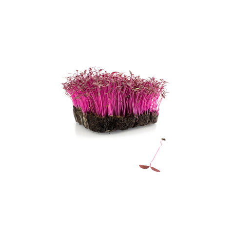 Amaranth | Microgreens | Organic