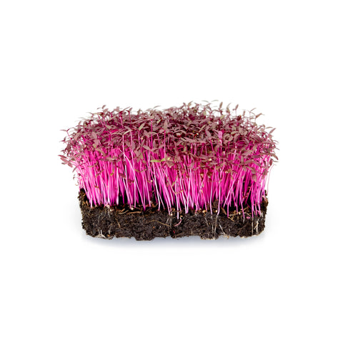 Amaranth | Microgreens | Organic