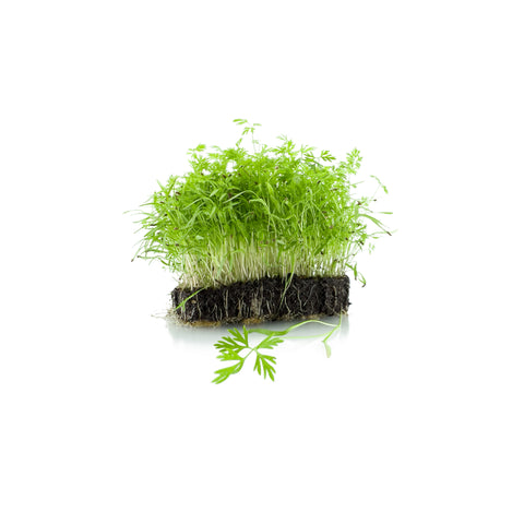Carrot | Microgreens | Organic