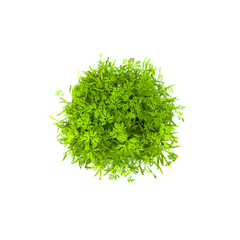Carrot | Microgreens | Organic