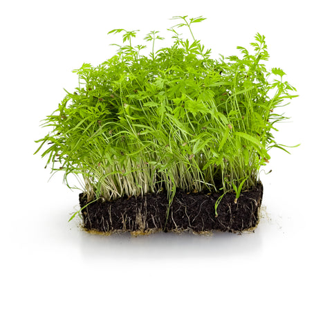 Carrot | Microgreens | Organic