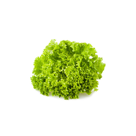 Lollo Biondo Lettuce