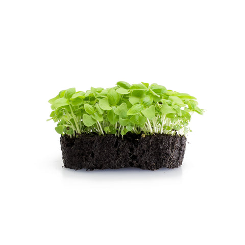 Italian Basil | Microgreens | Organic