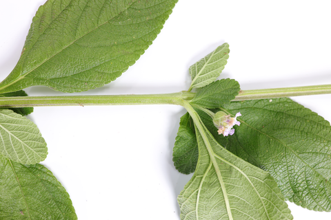 Lippia Alba | Organic