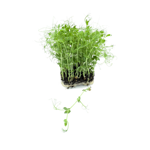 Tendril | Microgreens | Organic