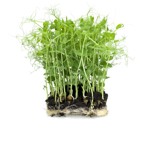 Tendril | Microgreens | Organic