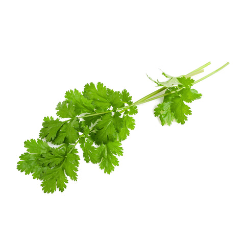 Cilantro | Koriander