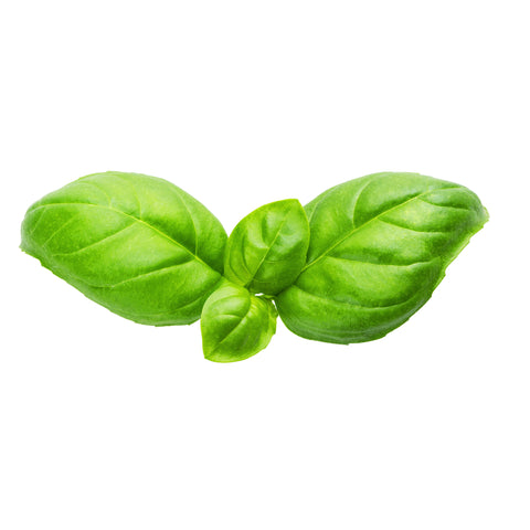 Basil | Basilicum