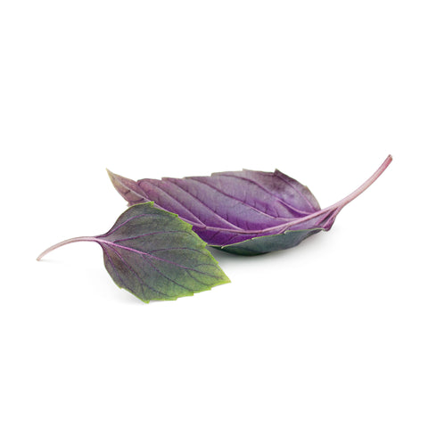 Purple Basil | Paars Basilicum