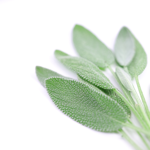 Sage | Salie