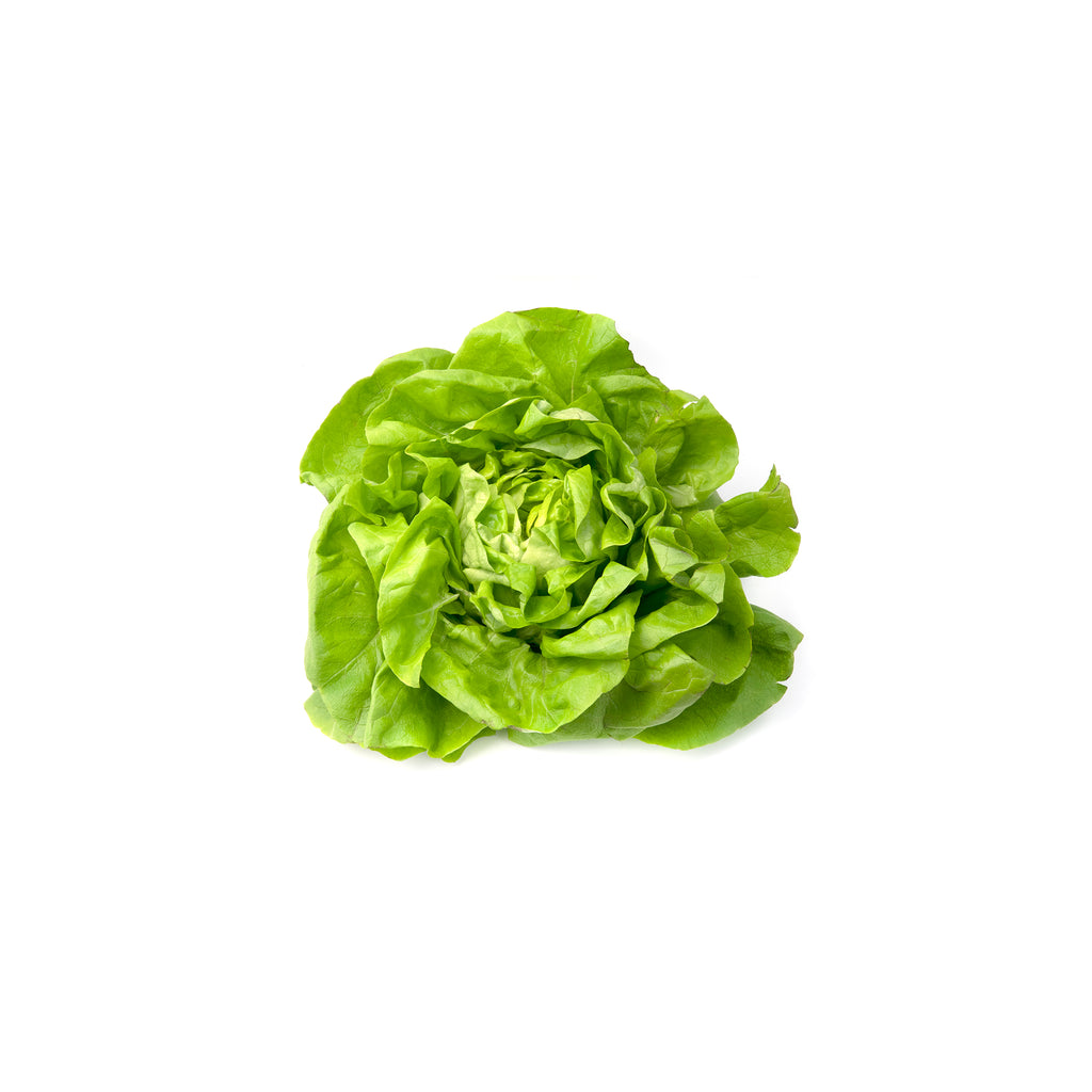 Lettuce – FUIK SHOP
