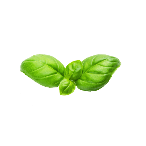 Herbs