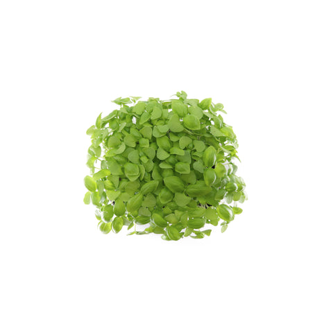 Italian Basil | Microgreens | Organic