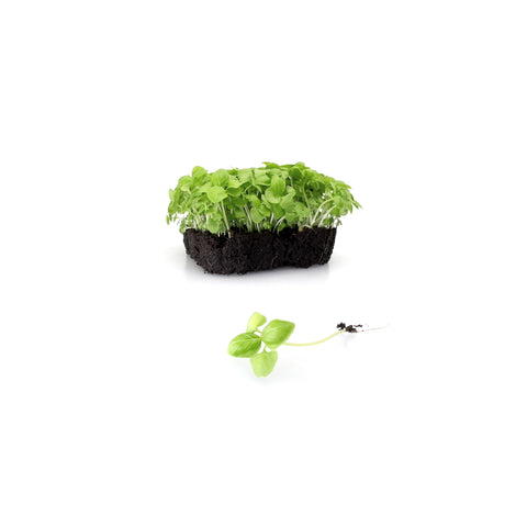 Italian Basil | Microgreens | Organic
