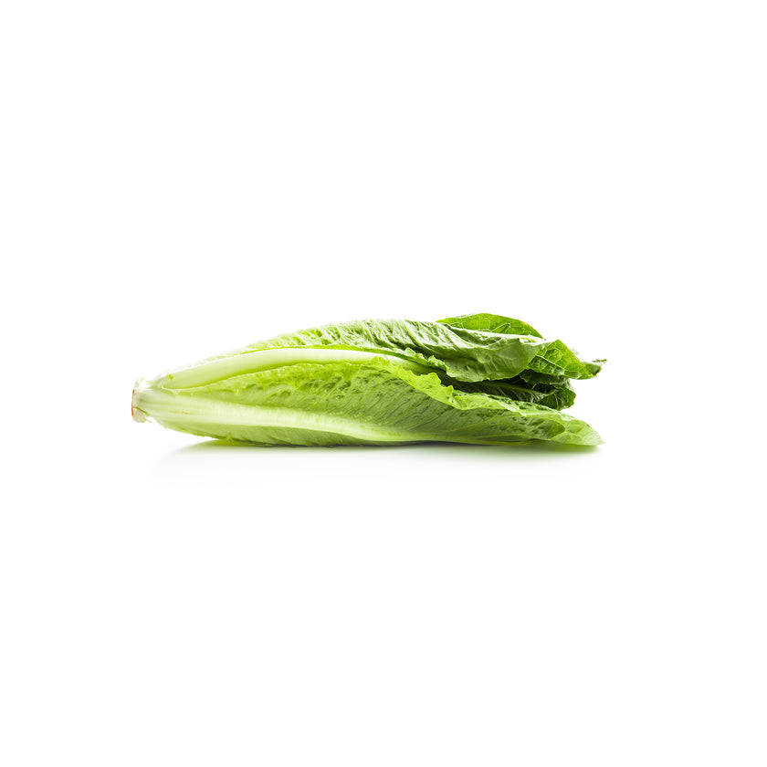 Romaine Romeinse Sla FUIK SHOP romaine-romeinse-sla-fuik-shop