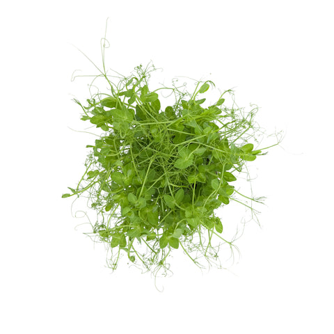 Tendril | Microgreens | Organic
